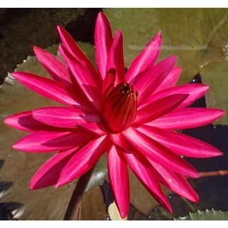 100 เมล็ด เมล็ดบัว สีแดง นำเข้า บัวนอก สายพันธุ์เมล็ดบัว Waterlily Nymphaea Seeds