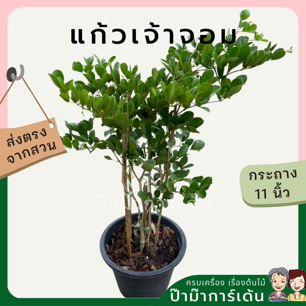 แก้วเจ้าจอม ดอกสีม่วง  8-11 นิ้ว