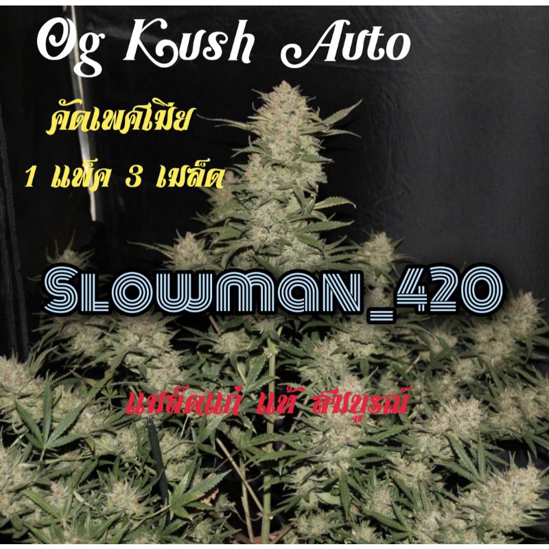 เมล็ดกัญชา Og Kush Auto เมล็ดสมบูรณ์ รับประกันอัตราการงอก