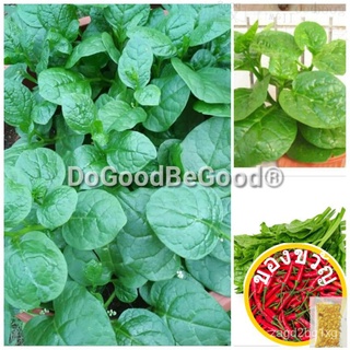 50pcs Green Malabar /Remayung veggies Seeds/Biji Benih Sawi Malabar/sayur mayong/Remayung/sayur raja (code 91)ดอกไม้/ผัก