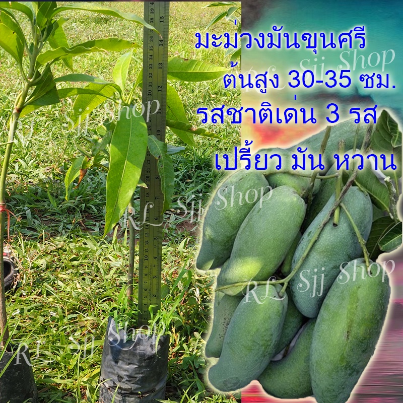 ต้นมะม่วงมันขุนศรี [1ต้น] ต้นพันธุ์มะม่วงมันขุนศรี ต้นกล้าพร้อมปลูก สูง35-40ซม. ต้นมะม่วง มันขุนศรี 