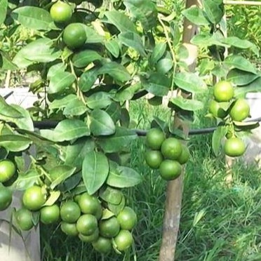 ต้นมะนาว แป้นรำไพ ทาบกิ่ง พร้อมปลูก จัดส่งพร้อมถุง 6 นิ้ว ลำต้นสูง 70-80 ซม