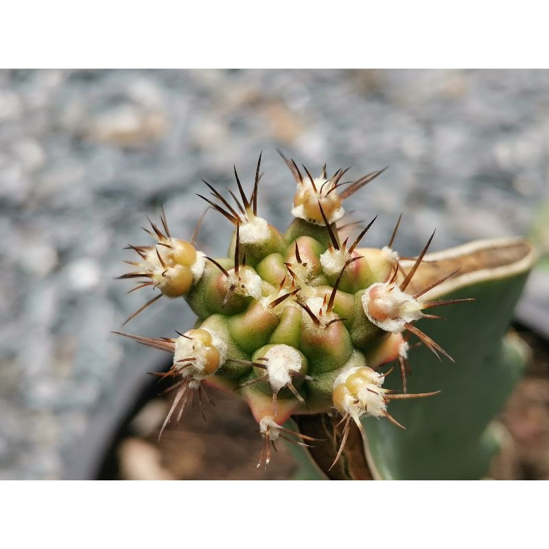 05 - Pirate king 🏴‍☠️ไม้กราฟ 1 ต้น🏴‍☠️ Gymnocalycium Cactus ไพเรทคิง ยิมโน แคคตัส กระบองเพชร ไม้อวบน้ำ ไม้กราฟ ราคาถูก​