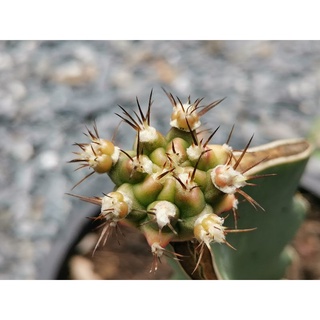 05 - Pirate king 🏴‍☠️ไม้กราฟ 1 ต้น🏴‍☠️ Gymnocalycium Cactus ไพเรทคิง ยิมโน แคคตัส กระบองเพชร ไม้อวบน้ำ ไม้กราฟ ราคาถูก​