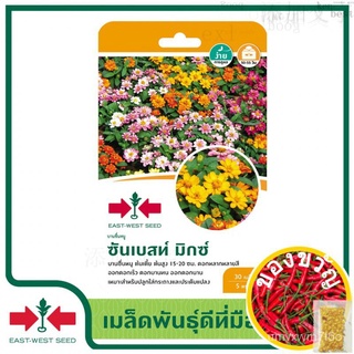 เมล็ดอวบอ้วน100%East-West Seed เมล็ดพันธุ์บานชื่นหนู (ZINNIA ANGUS) บานชื่นหนู ซันเบสท์ มิกซ์ เมล็ดพันธุ์ดอกไม้ เมล็ดพัน