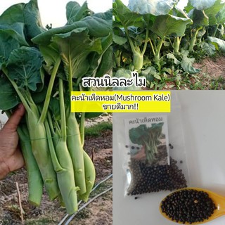 เมล็ดพันธุ์คะน้าเห็ดหอม200-300เมล็ด(มีเก็บเงินปลายทาง)