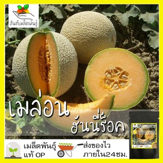 เมล็ดพันธุ์ เมล่อน ฮันนี่ร็อค 40 เมล็ด Honey Rock Melon Seed  เมล็ดพันธุ์แท้100% นำเข้าจากต่างประเทศ ปลูกผัก สวนครัว ถูก