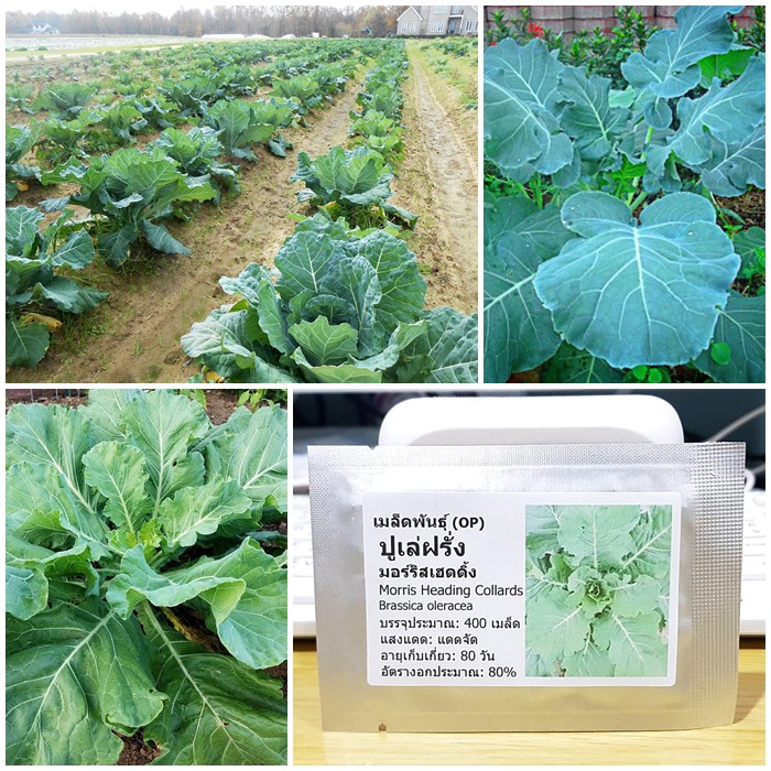 เมล็ดพันธุ์ ปูเล่ฝรั่ง มอร์ริสเฮดดิ้ง (Morris Heading Collards Seed) บรรจุ 400 เมล็ด คุณภาพดี ของแท้ 100%