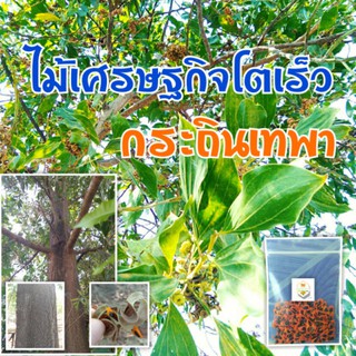 100 เมล็ด เมล็ดพันธุ์ กระถินเทพา (Acaacia mangium willd) จัดเป็นไม้โตเร็วที่อยู่ในพืชตระกูลถั่ว