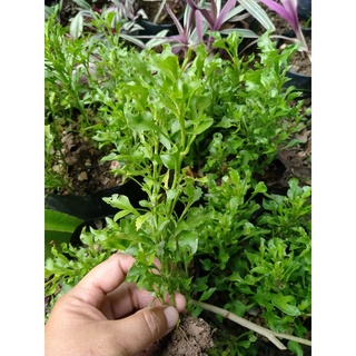 วอเตอร์เครส กิ่งพันธุ์วอเตอร์เครสใบเล็ก ผักเป็ดญี่ปุ่นกิ่งพันธุ์พร้อมราก 19 บาท ขั้นต่ำ 2 ต้น