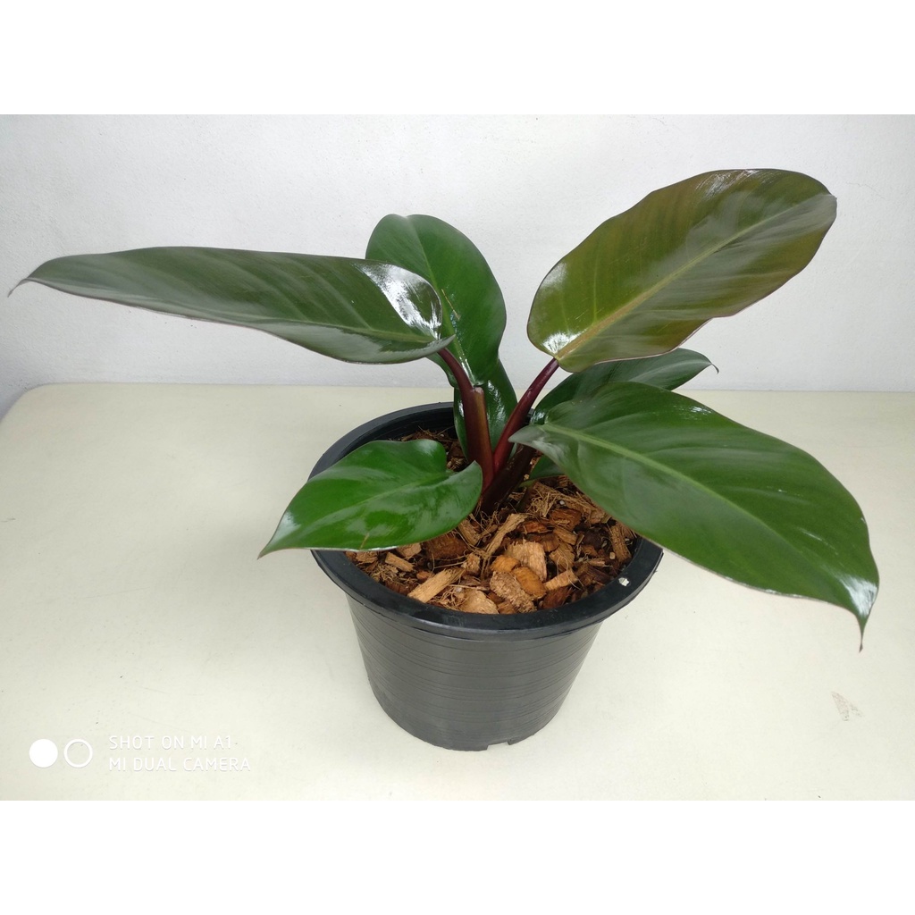 กุมารดำเรียกทรัพย์ Philodendron Black Cardinal Variegated  ราคาดีดี ฟอร์มสวยใบใหญ่มาใหม่ล่าสุด จำนวนจำกัด QCqG