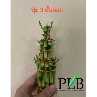 ไผ่กวนอิมพุ่ม 3 ชั้นผอม