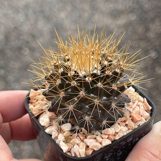 แมมมิลาเรีย นิโวซา Mammillaria nivosa แคคตัส กระบองเพชร cactus&amp;succulent