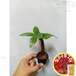 Pachira aquatic / money tree Bonsaiseeds/花园/裙子/苹果/手链/上衣/头饰/芹菜/鲜花/内裤/ TWY8