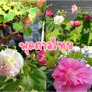 พุดตาลไทย☘พรรณไม้มงคลดอกเปลี่ยนสีได้ถึง3สีภายใน1วัน(รับประกันสินค้าชำรุดเสียหาย)