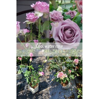 กุหลาบสีม่วงตัดดอก Cool water rose