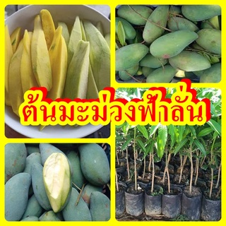 ต้นมะม่วงฟ้าลั่น รสชาดมันและหวานกรอบ ต้นพันธุ์เสียบยอดสูง 30-40 ซม.รับประกันพันธุ์แท้ 100%