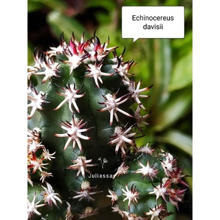 Echinocereus davisii brevispinus สวยๆ หน่อเด็ดสด ยิมโดนด่าง cactus