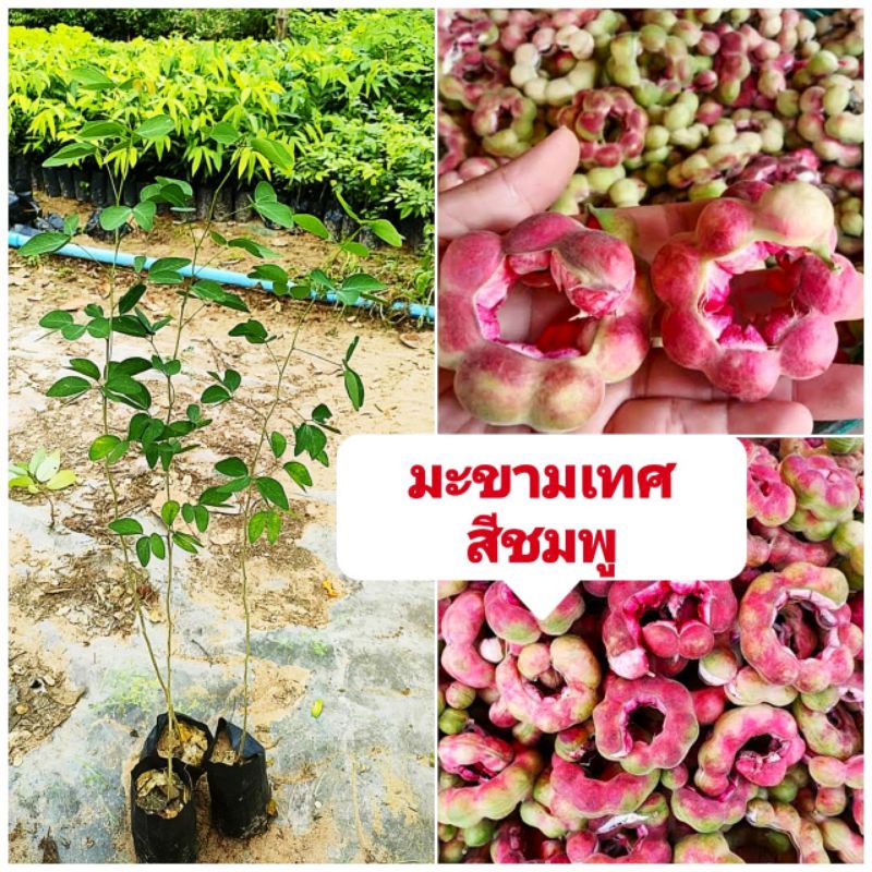 มะขามเทศ พันธุ์สีชมพู ฝักใหญ่ ผลดกเนื้อเยอะ ต้นกล้าเเข็งเเรงพร้อมปลูก สินค้าเสียหาย ยินดีเคลมฟรี