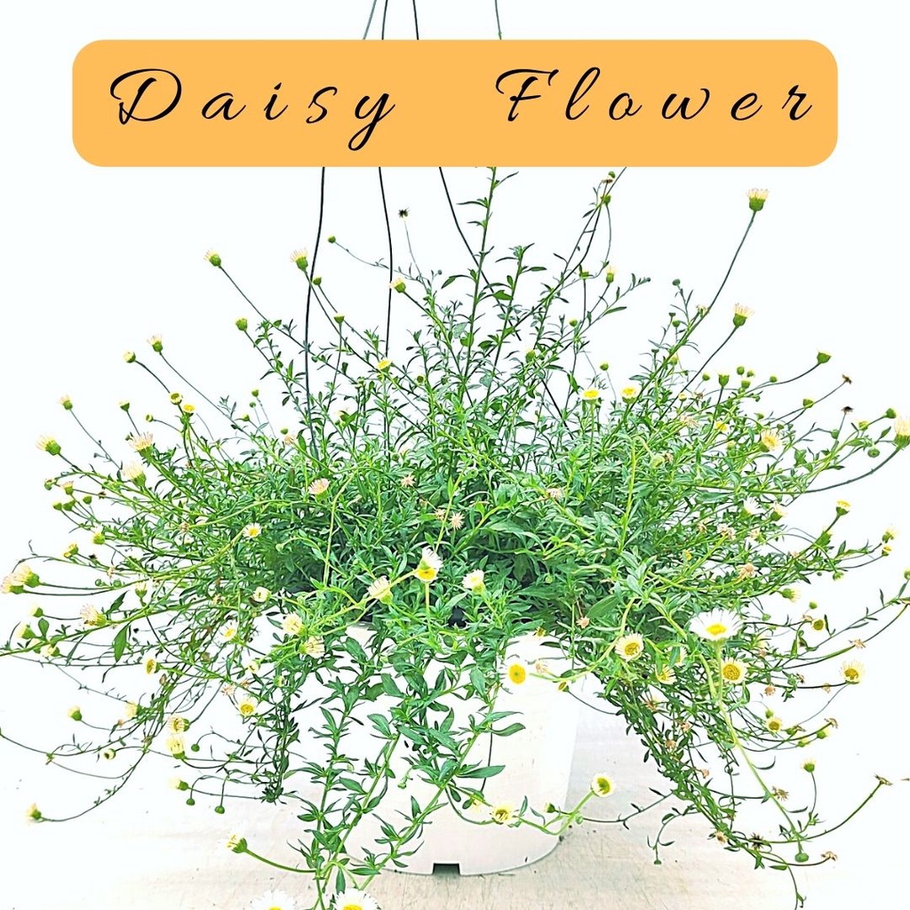 เดซี่ ไข่ดาว Daisy น้องเด ที่เลี้ยงงายมาก โตได้ทุกสภาพอากาศ น่ารักมาก แดดร้อย