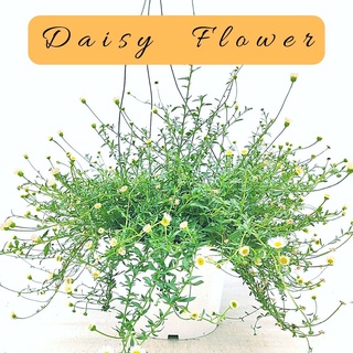 F29 Daisy เดซี่ น้องเด ที่เลี้ยงงายมาก โตได้ทุกสภาพอากาศ น่ารักมาก ดอกเป็นรูป ไข่ดาว