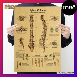 ระบบ กระดูกสันหลัง Spinal column ภาพโปสเตอร์ ร่างกายมนุษย์ สไตล์วินเทจ เพื่อการศึกษาเรียนรู้ ตกแต่งบ้าน คลีนิค โรงเรียน