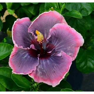 เมล็ดพันธุ์ชบาไต้หวัน เพล พิงค์ (Pale Pink Taiwan Hibiscus Seed)บรรจุ 10 เมล็ด ของแท้ คุณภาพดี นำเข้าจากต่างประเทศ