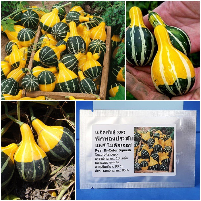 เมล็ดพันธุ์ ฟักทองประดับ แพร์ไบคัลเลอร์ (Pear Bi-Color Squash Seed) บรรจุ 10 เมล็ด คุณภาพดี ราคาถูก ของแท้ 100%