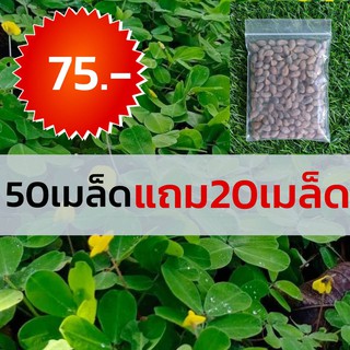 ถั่วบราซิล 50มล็ดแถมฟรี 20 75บาท (เมล็ดพันธุ์ถั่วบราซิล )