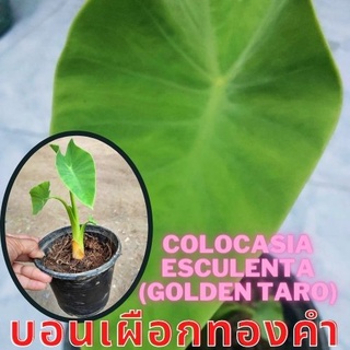 1 ต้นบอนเผือกทองคำ Colocasia Golden taro ต้นบอนโกลเด้นทาโร่ น่าสะสม  จัดส่งพร้อมกระถาง