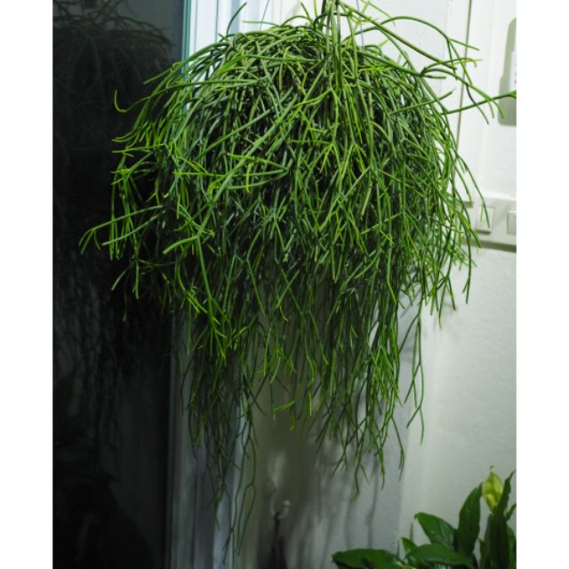 ต้นริปซาลิสไข่มุก Mistletoe Cactus | Shopee Thailand