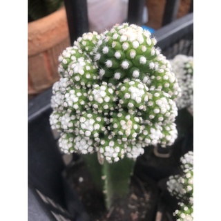 หน่อเด็ดสด แมมโอรุกะ Mammillaria gracilis oruga เหมาะสำหรับนำไปกราฟ