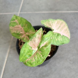 Syngonium pink flecked