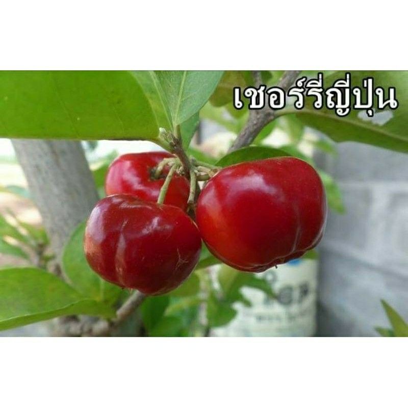 เมล็ดพันธุ์เชอรี่ญี่ปุ่น40เมล็ด