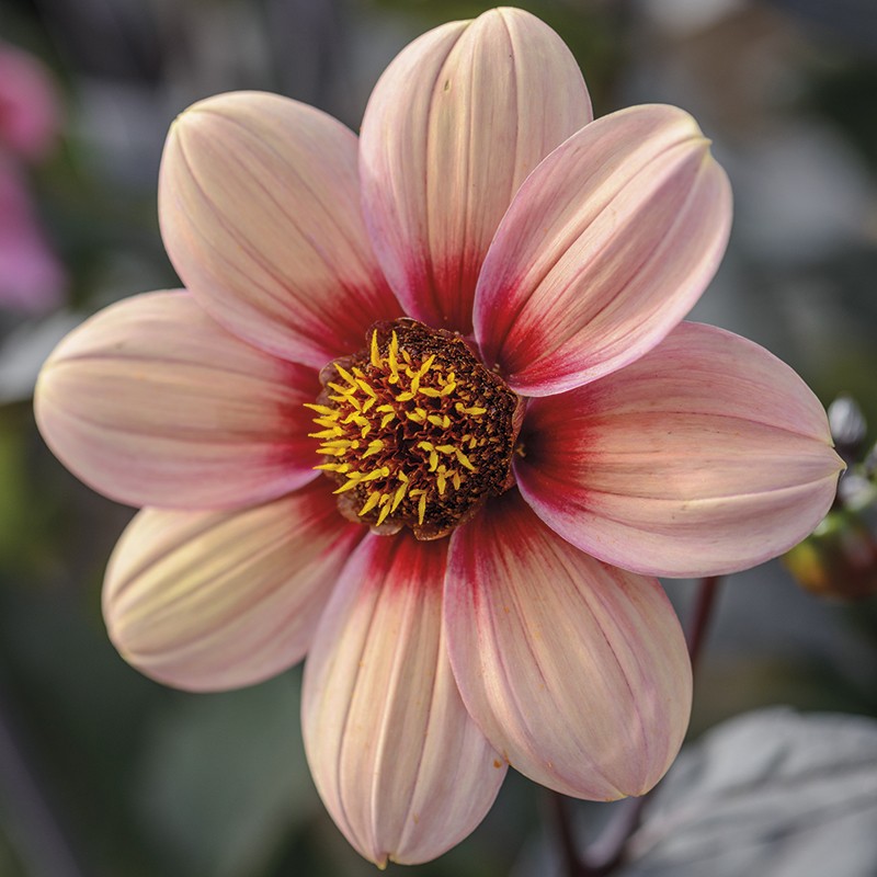 รักเร่ Dahlia สายพันธุ์ Single dahlia ดอกดาร์เลีย 1 เหง้า