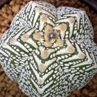 Astrophytum hybrid ONZ-SK V type 10เมล็ด.-89