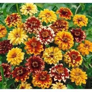 เมล็ดพันธุ์ บานชื่น พรมเปอร์เซีย (Persian Carpet Zinnia) บรรจุ 15 เมล็ด