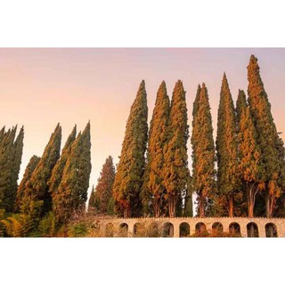 เมล็ดพันธุ์ สนเมดิเตอเรเนียน ไซเปรส Cupressus sempervirens Mediterranean cypress 10 เมล็ด เมล็ดพันธุ์นำเข้าจาก อังกฤษ