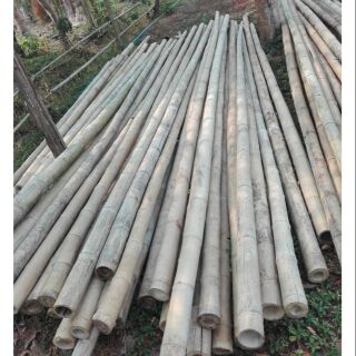 ลำไม้ไผ่สด และ แห้ง 3"-4"