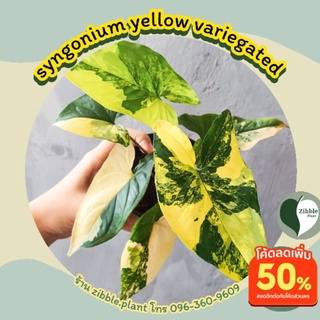 🇹🇭พร้อมส่ง เงินไหลมาด่างเหลือง syngonium yellow variegated aurea variegata zibble.plant เงินไหลมาเทมาด่างเหลือง