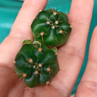 Gymnocalycium damsii