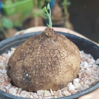 Stephania Erecta Craib ว่านบัวบก Gotu kola ขนาดเทียบกับลูกเทนนิส จัดส่งพร้อมกระถาง 4 นิ้ว