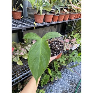 philodendron compostoanum ฟิโล ฟิโลเดนดรอน ฟิโลหน้าหมี ฟิโลหมี ไม้สะสม