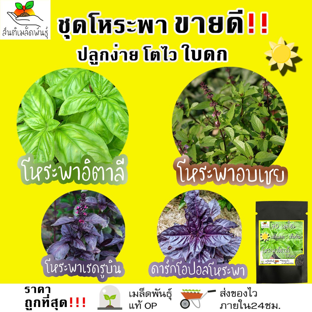 เมล็ดพันธุ์ ชุดโหระพา ขายดี ปลูกง่าย ใบดก โตไว โหระพาอิตาลีใบใหญ่/โหระพาอบเชย/โหระพาเรดรูบิน/ดาร์กโอปอลโหระพา – โปรปัง