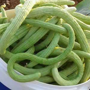 แตงกวางู📌10แถม1!!🎯ถูกที่สุด10บ.🎯เมล็ดพันธุ์แตงกวางู 10-60 เมล็ด☘️ปลูกง่าย🌱โตไว🌱สวยแปลก🌱ทานอร่อย