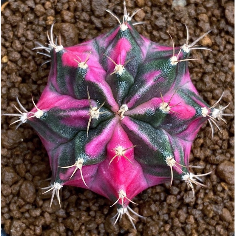 ยิมโน Pink Panther ไม้หน่อจากต้นแม่รูปสุดท้าย ไม้สวยแรไอเท็มค่ะ😁