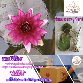 ต้นพันธุ์บัวฝรั่ง ออลโมส แบล็ค