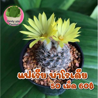 เมล็ดแฟเรีย พาโรเดีย 100เม็ด30บาท พร้อมส่ง