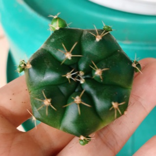 Gymnocalycium damsii