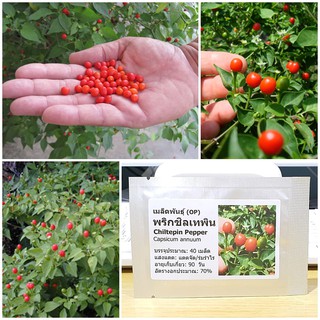 เมล็ดพันธุ์ พริกชิลเทพิน พริกจิ๋ว พริกประดับ (Chiltepin Pepper Seed) คุณภาพดี ของแท้ 100%